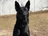 Vested Interest in K9s Inc. is located in Massachusetts and has provided more than 3,800 U.S. made, custom-fitted vests. 