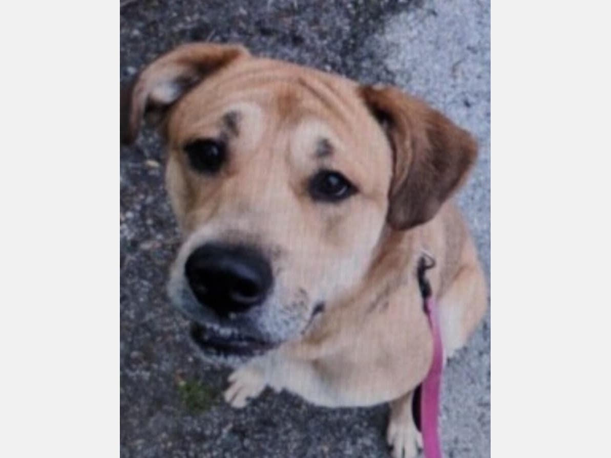 Sweet Maxxi was found after being taken from the SPCA of Anne Arundel County this past weekend.