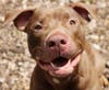These adoptables and others are ready to head to their furever home. 