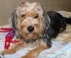 These adorable adoptables and others are available at the Howard County Animal Control and Adoption Center.