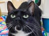 These adoptables and others are ready to head to their furever home. 