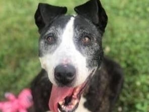Cola was brought into the shelter after being found on the street as a stray. 