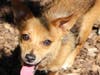 These adorable adoptables and others are available at the Howard County Animal Control & Adoption Center.