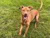 This playful 4-year-old pup wants nothing more than to find the perfect playmate who he can frolic around with and who doesn’t mind a slightly larger than normal "lap dog." 