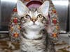 These adoptables and others are ready to head to their furever home. 