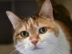 Suzie greets staff and volunteers with friendly chirps and seeks out cuddle sessions.