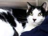These adoptables and others are ready to head to their furever home. 