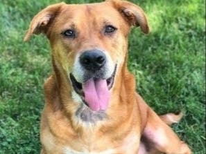 Roscoe and other adoptables are ready to head to their furever home. 