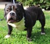 These adoptables and others are ready to head to their furever home. 
