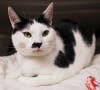 These adoptables and others are ready to head to their furever home. 