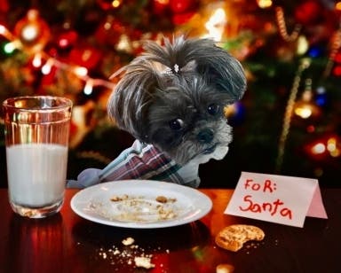 Some of these photos are endearing while others will make you giggle. 