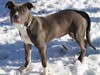 These adoptables and others are ready to head to their furever home. 