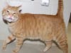 These adoptables and more are available at the Howard County Animal Control and Adoption Center.