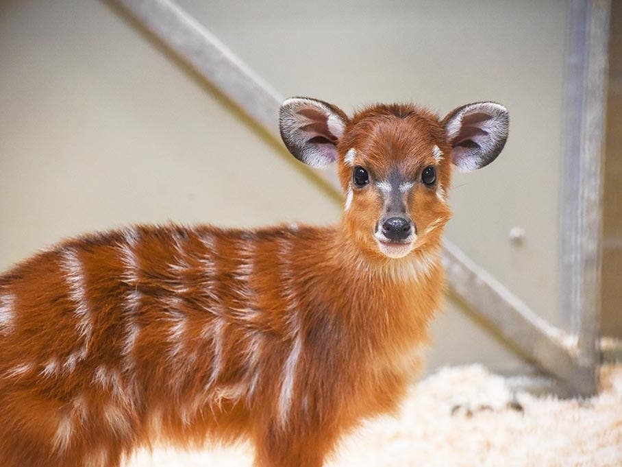 The sitatunga is a species of antelope native to Central Africa. 