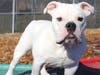 These adorable adoptables are ready for their forever family.