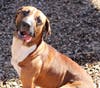These adorable adoptables and others are ready for their forever homes.