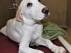 These adorable adoptables and others are waiting for their furever homes.