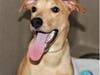 These adorable adoptables are waiting for their furever homes.