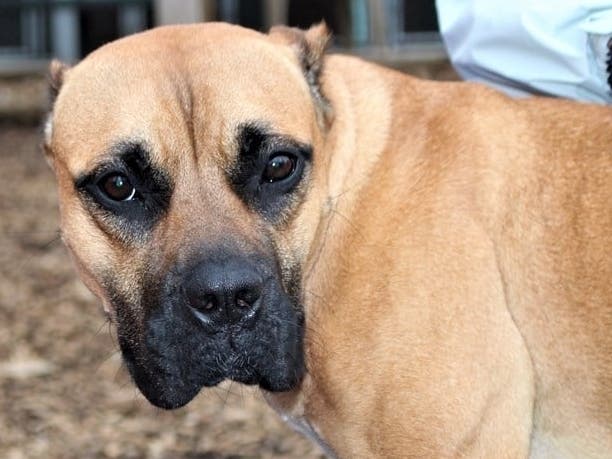 It's best if Cookie's next owner has some experience with the Presa breed or a similar breed. 