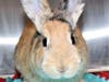These adorable adoptables and others are ready to go home today.