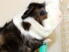 These adorable adoptables and others are awaiting for their forever family at the Howard County Animal Control & Adoption Center.