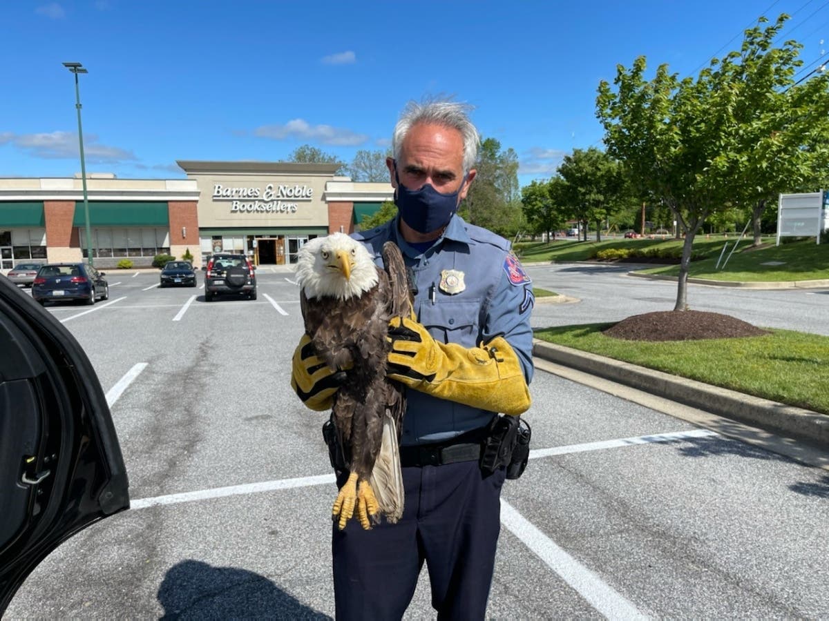 The bird is being cared for at an owl and raptor rescue facility.