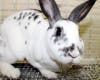 These adorable adoptables and others are waiting for their furever home.