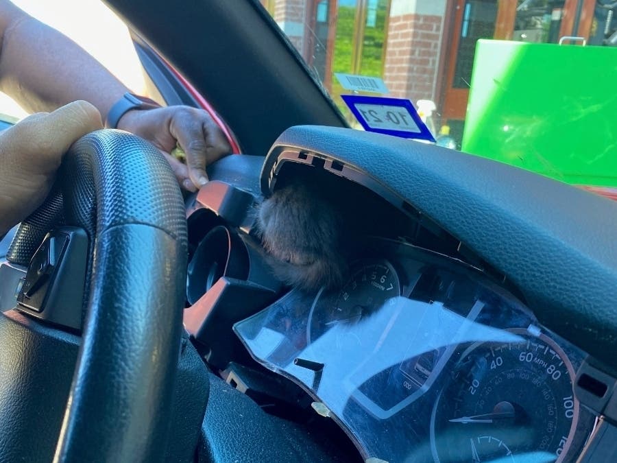 A kitten named Kevin on his way home with his new family became stuck behind the car's dashboard and had to be rescued by Howard County firefighters.
