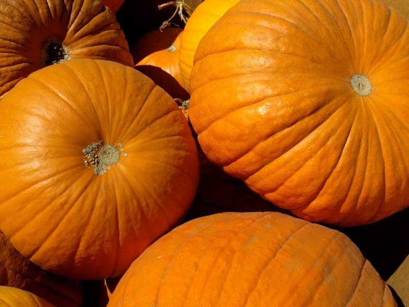 Everyone is encouraged to dress up in a Halloween costume.
