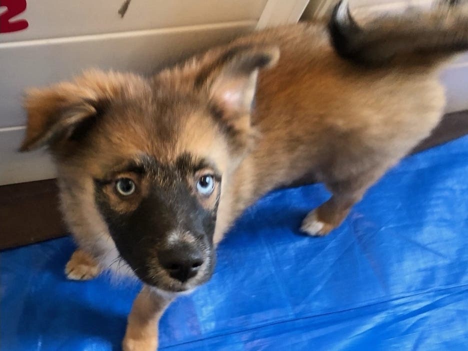 Meet Adele, an adorable adoptable awaiting her forever home.