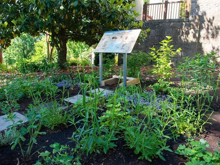 The garden includes modern varieties of plants that were growing at the school years ago.