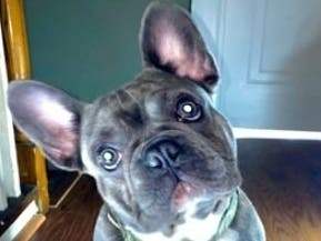 Bruno, the stolen French bulldog, was identified by his microchip, according to the Prince George's County Police Department.