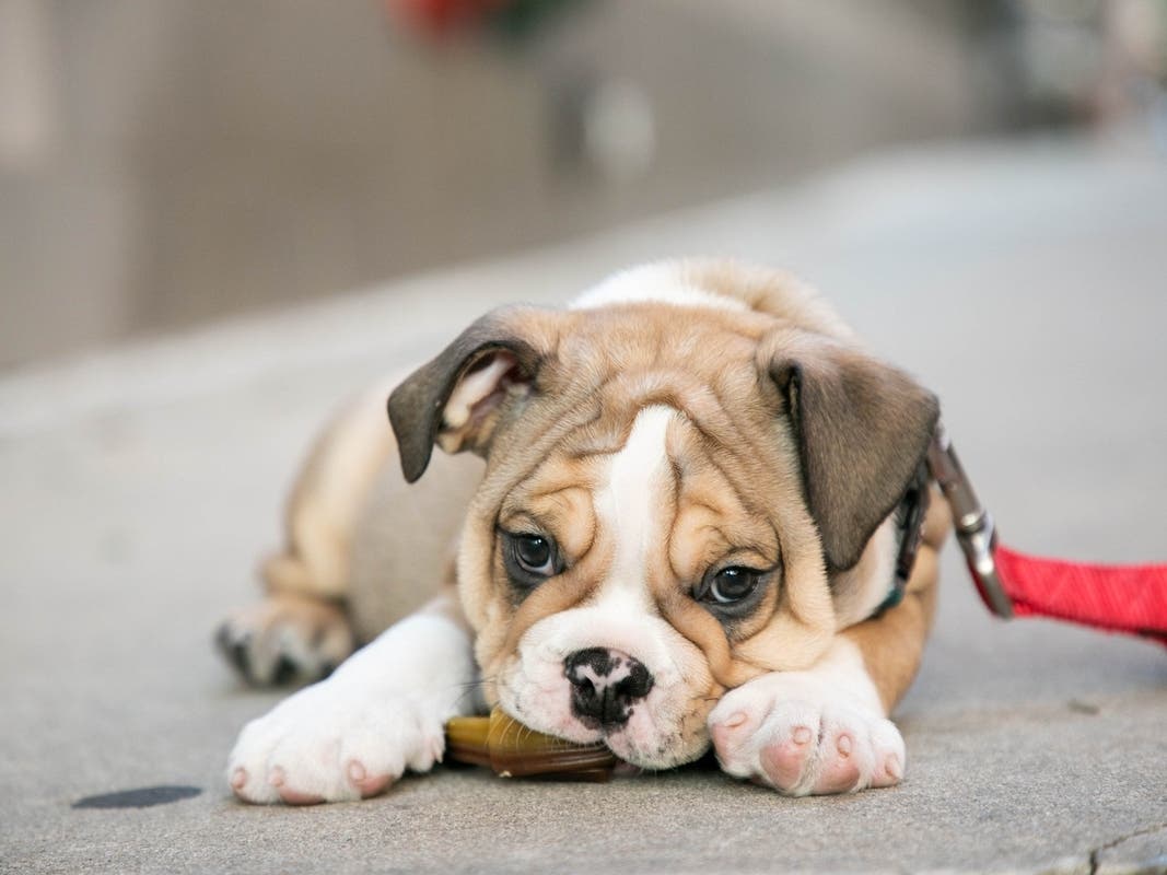 Donations of pet food and/or linens for area shelters and rescues will be accepted at the event.