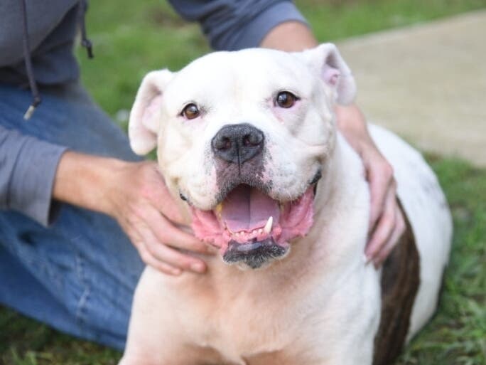These adorable adoptables are ready to head to their forever homes. Could it be with you?