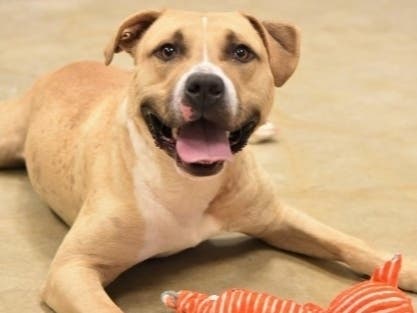 These adorable adoptables can't wait to go to their forever home.