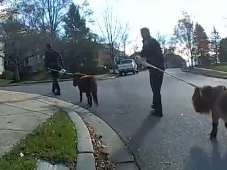Watch how Howard County police officers chased down four trespassing donkeys and mini-horses and used treats and ear scratches to help them back home.