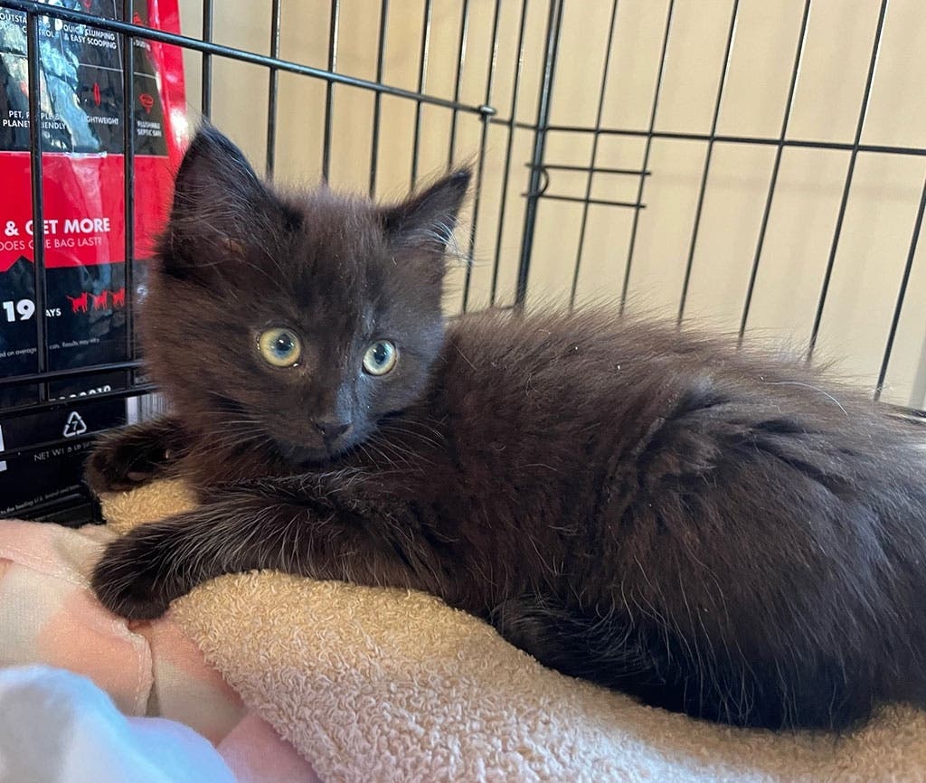 Check out these adorable adoptables today!