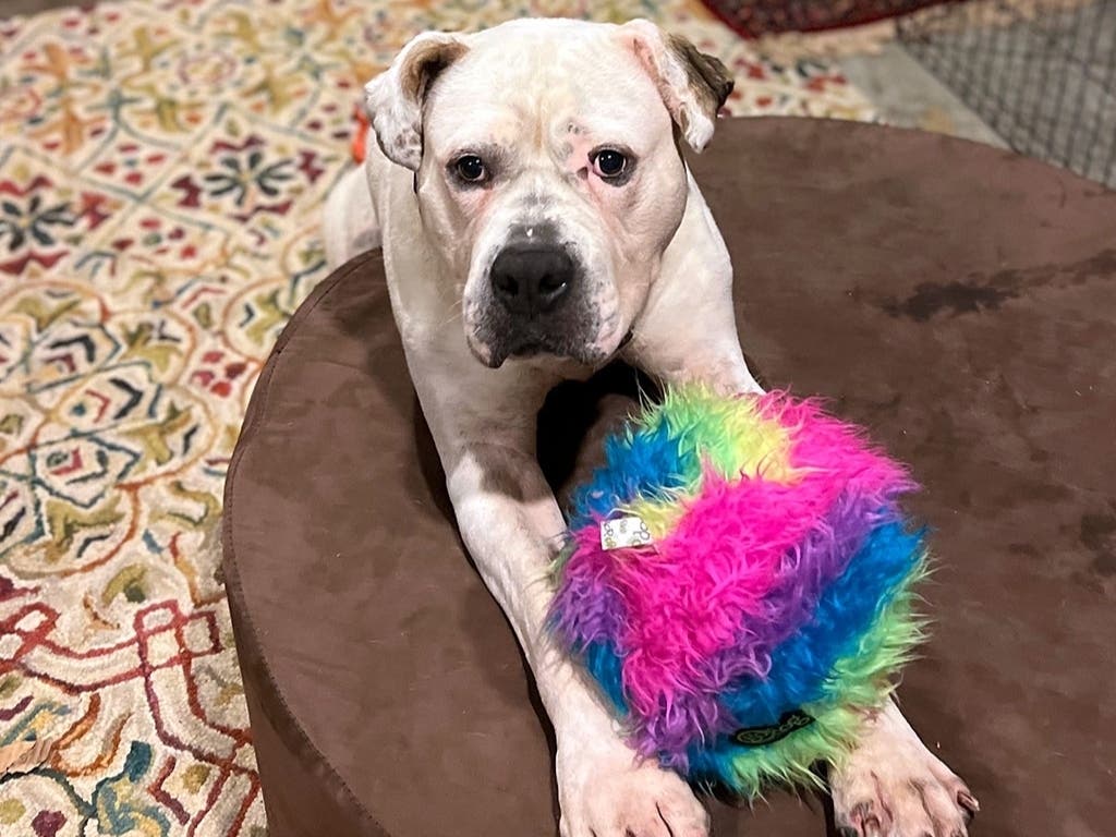 Do you have room in your home and your heart for Ghost?