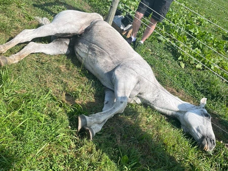 Once freed, Eeyore was supplied with treats plus fresh and cool water, then helped up from the ground and into a barn for a checkup by a veterinarian.