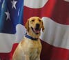 Casper the Explosive Detection K9 is an 18-month-old Labrador retriever who recently graduated from the ATF Explosion Detection Canine Handler Course with his handler Lieutenant Shackleford. 