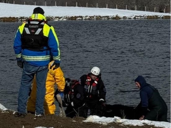 Volunteer firefighters with the Level Volunteer Fire Company​, the Harford County Volunteer Swift Water Rescue Team and the Harford County Department of Emergency Services​ Special Operations Team responded to the call to help unstick Betsy the cow. 