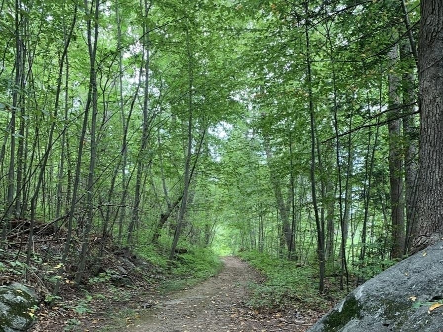 The next training for Howard County's Certified Tree Savers Program will be May 9 from 9 a.m. to 2 p.m. at Howard Community College in Columbia in partnership with the Columbia Association, which has a weed warrior program.