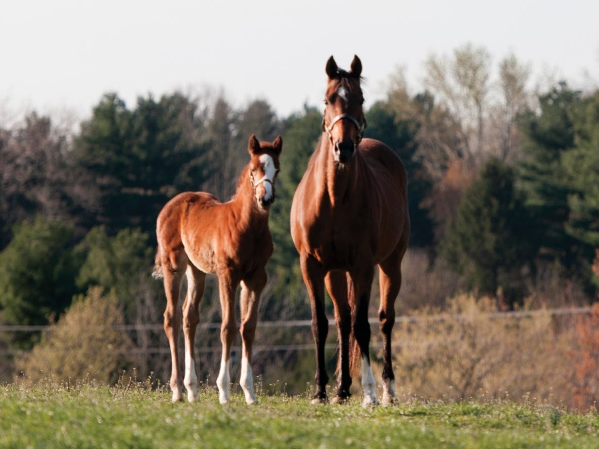 Tour MD Horse Farms During Preakness Festival