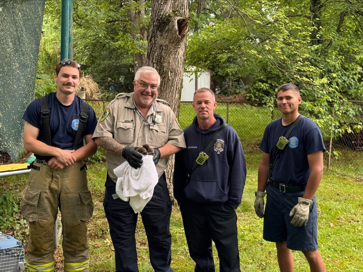 Firefighters were called to the scene last week and, using special tools, the emergency workers rescued raccoon babies who were successfully reunited with their mother.