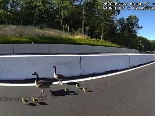 Aberdeen Police Officer Buettner was alerted to a family of geese traveling on the busy multi-lane highway near mile marker 77.5. Buettner and several other good Samaritans hopped out of their vehicles and safely herded the geese off the highway.