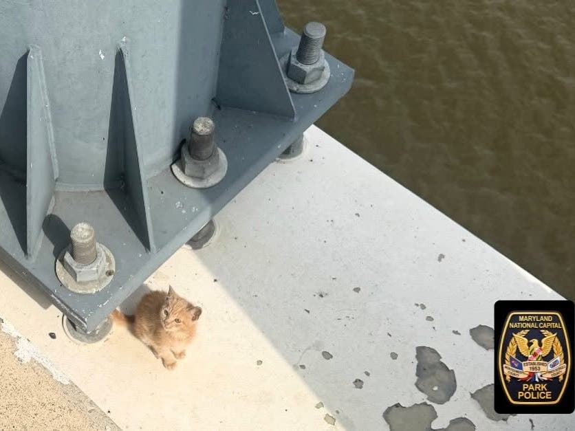 The cat reportedly was uninjured, but quite scared. It currently is receiving medical care, the police department shared.