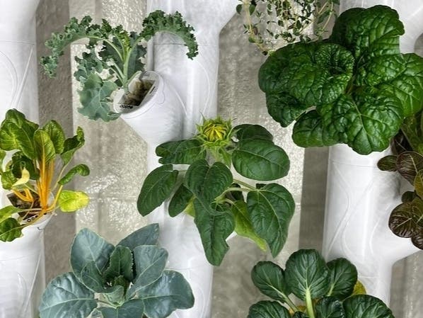 The Howard County Food Council installed the Gardyn Hydroponic Systems and the produce raised was used by students during the previous school year for tasting and experimenting projects.