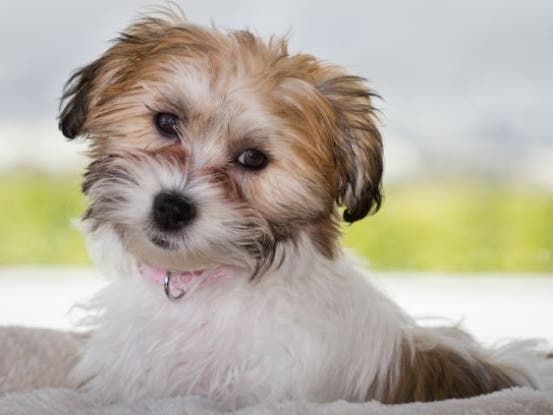 Bingo Night To Benefit Pets At Harford Co. Animal Shelter