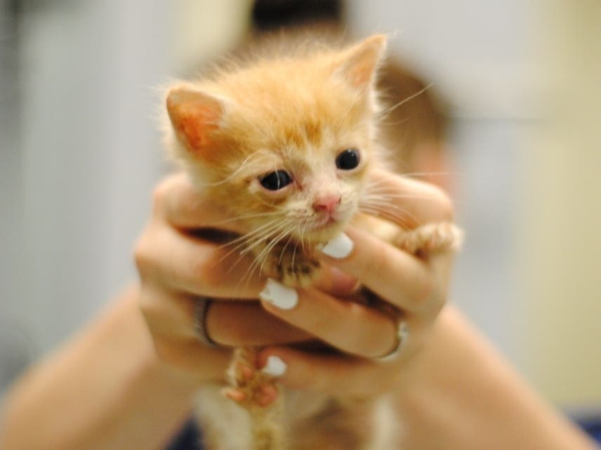 Many of the kittens sadly arrive at the HSHC without their mothers and require around-the-clock care that can't be provided in the shelter setting. Staying in the shelter also bumps up their risk of contracting an illness with a fragile immune system.
