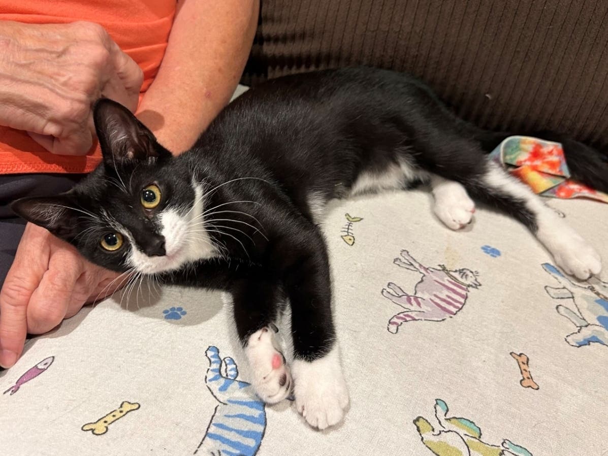 Despite her sudden rise to fame after being used as a decoy in an attempted bank robbery, Magnolia the kitten has found her forever home.